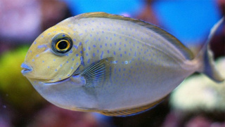 NASO BREVIROSTRIS S ok 5 cm