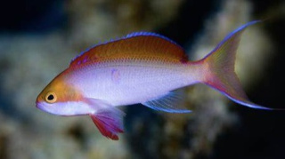 PSEUDOANTHIAS COPPERI