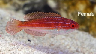 Paracheilliunius Mccoskeri McCosker's Flasher Wrasse SAMICA