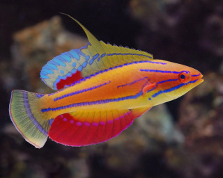 Paracheilliunius Mccoskeri McCosker's Flasher Wrasse SAMIEC