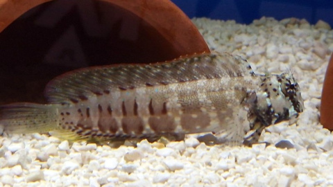 SALARIAS FASCIATUS SALARIAS FASCIATUS