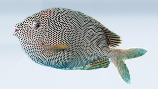 SIGANUS STELLATUS S
