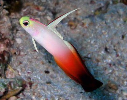 nemateleotris magnifica nemateleotris magnifica
