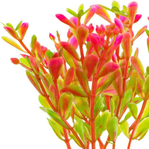 Kruger Meier Plant Fluo Pink - roślinka sztuczna Kruger Meier Plant Fluo Pink - roślinka sztuczna