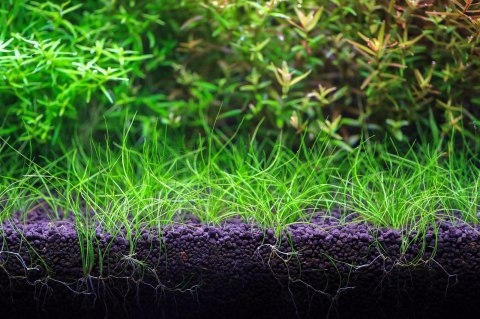 NEO Soil Plant 8l - podłoże do akwarium roślinnego NEO Soil Plant 8l - podłoże do akwarium roślinnego