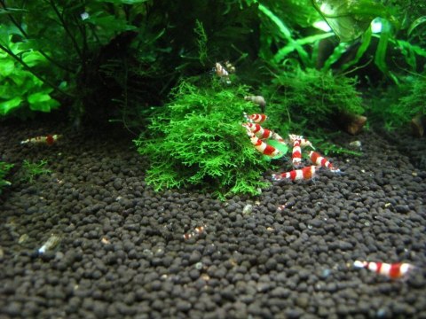 Prodibio Aquagrowth Soil 9l - Podłoże akwarystyczne Prodibio Aquagrowth Soil 9l - Podłoże akwarystyczne