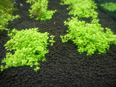 Prodibio Aquagrowth Soil 9l - Podłoże akwarystyczne Prodibio Aquagrowth Soil 9l - Podłoże akwarystyczne