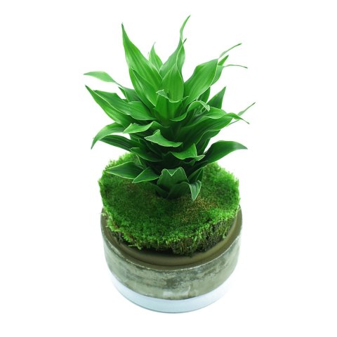 YOKUCHI HAISUI BASE 0,5L - podłoże drenażowe do terrarium YOKUCHI HAISUI BASE 0,5L - podłoże drenażowe do terrarium
